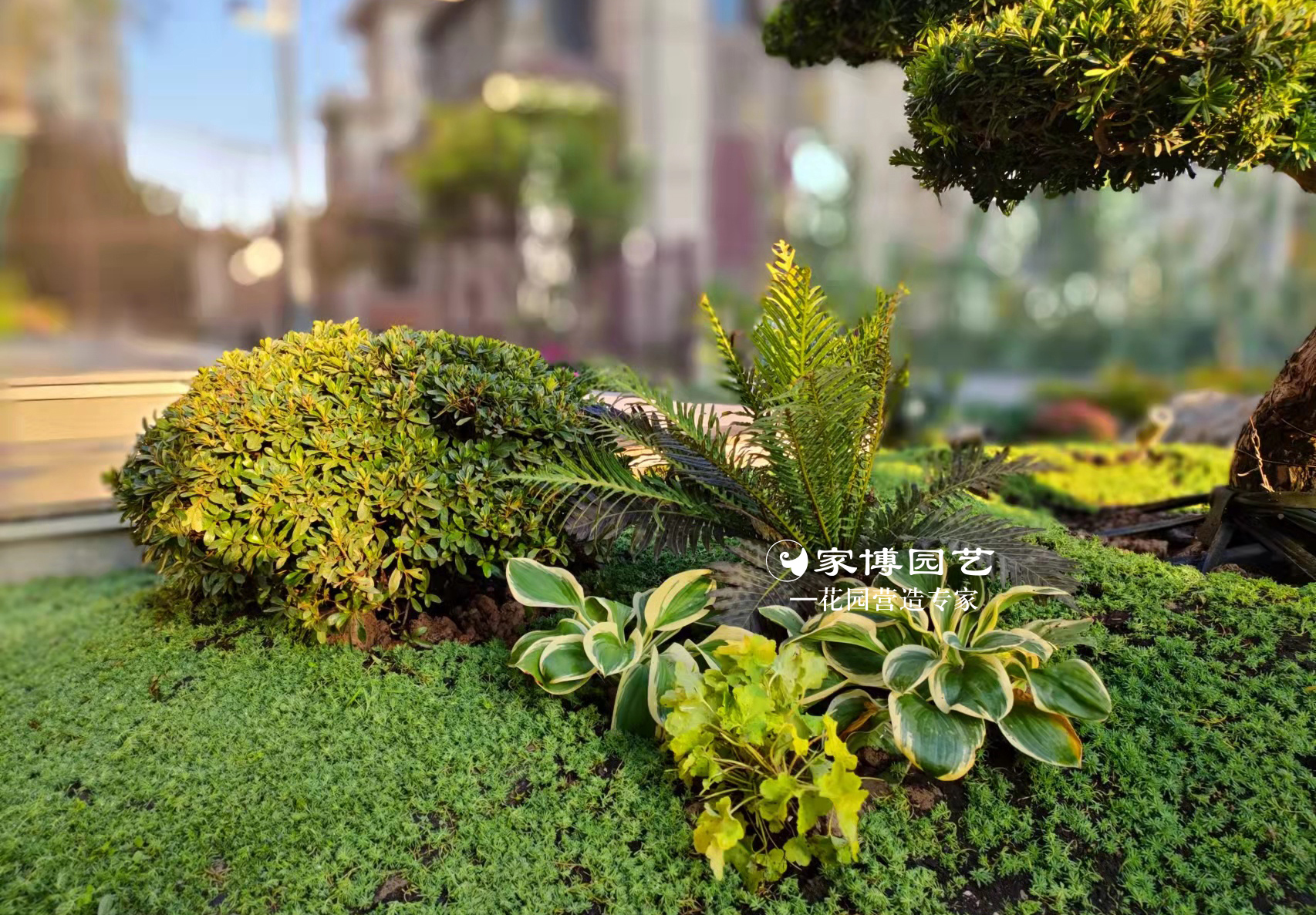 家博園藝｜蔚藍天地